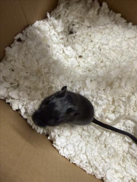 BELLA - Gerbil available for adoption