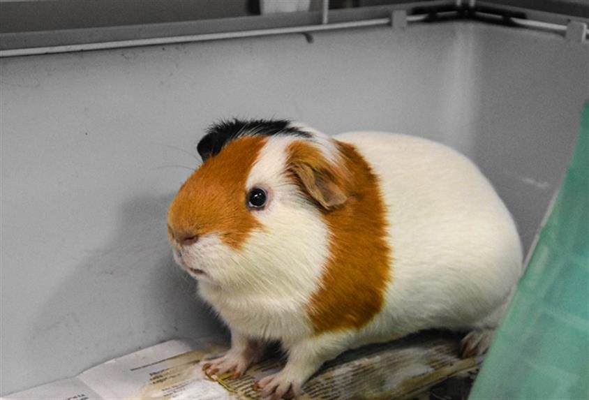 SMOKEY - Guinea Pig available for adoption