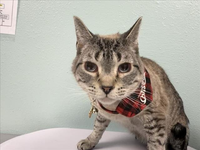 SIMON - Domestic Short Hair available for adoption