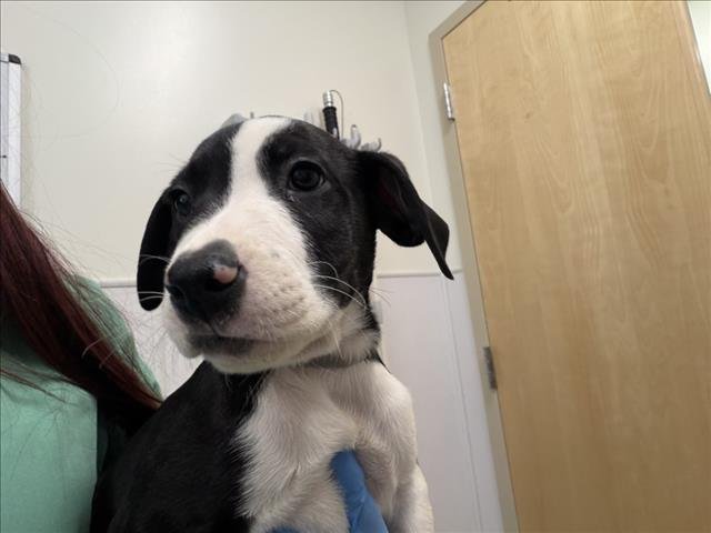 EEYORE - German Shorthaired Pointer available for adoption