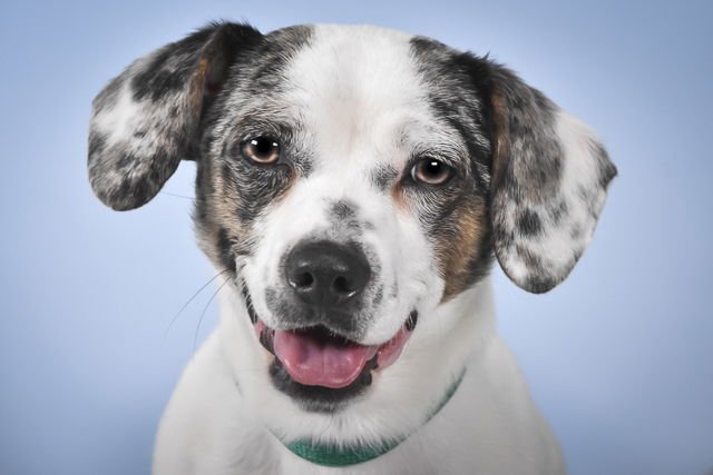 CHLOE - Dachshund available for adoption