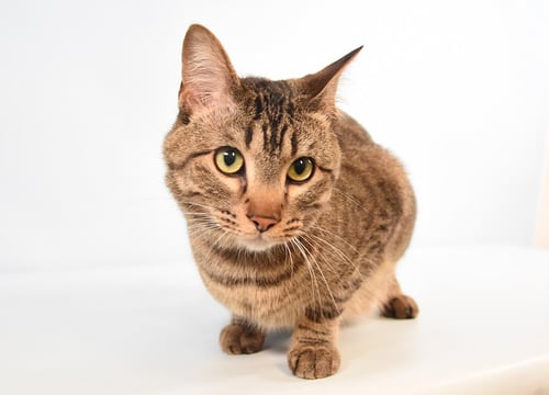 FLINT - Domestic Short Hair available for adoption