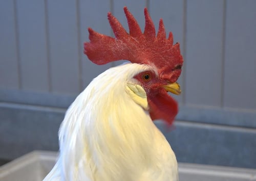 CHAZZ - Chicken available for adoption