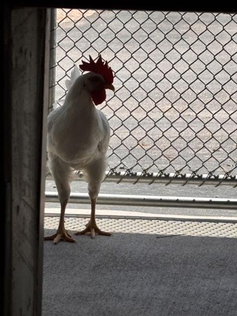 CHAZZ - Chicken available for adoption