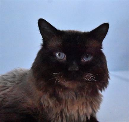 SIMBA - Siamese / Domestic Long Hair available for adoption