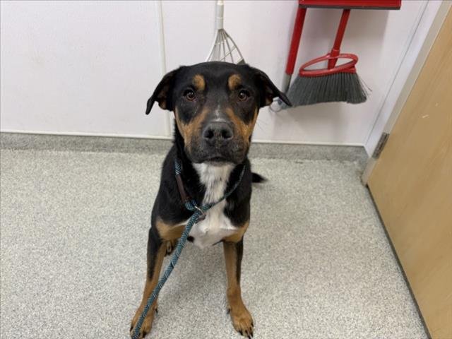 NIPSY - Rottweiler available for adoption