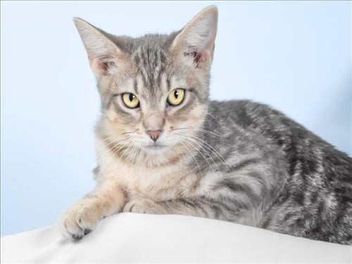 NACHO - Domestic Short Hair available for adoption