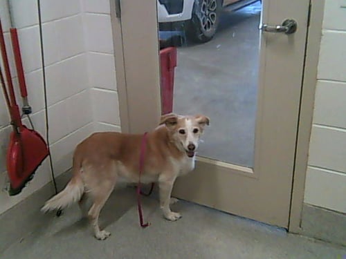 DAISY - Border Collie for adoption in Fort Collins