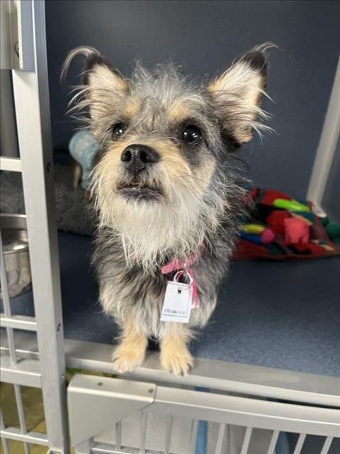 COCOA PUFF - Cairn Terrier available for adoption