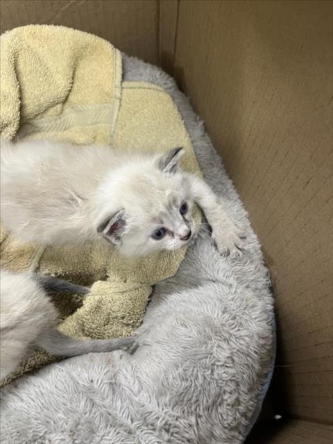 AUNT TIFFANY - Domestic Short Hair available for adoption