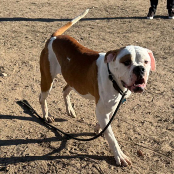 COOPER - American Bulldog available for adoption