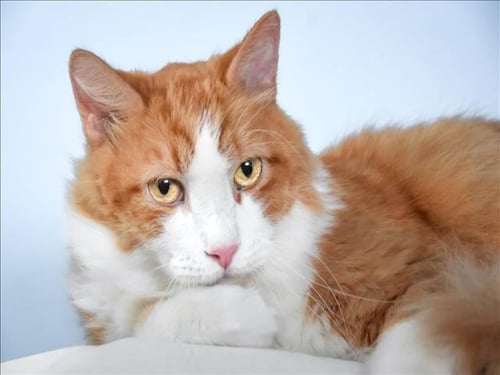 JASPER - Domestic Short Hair available for adoption