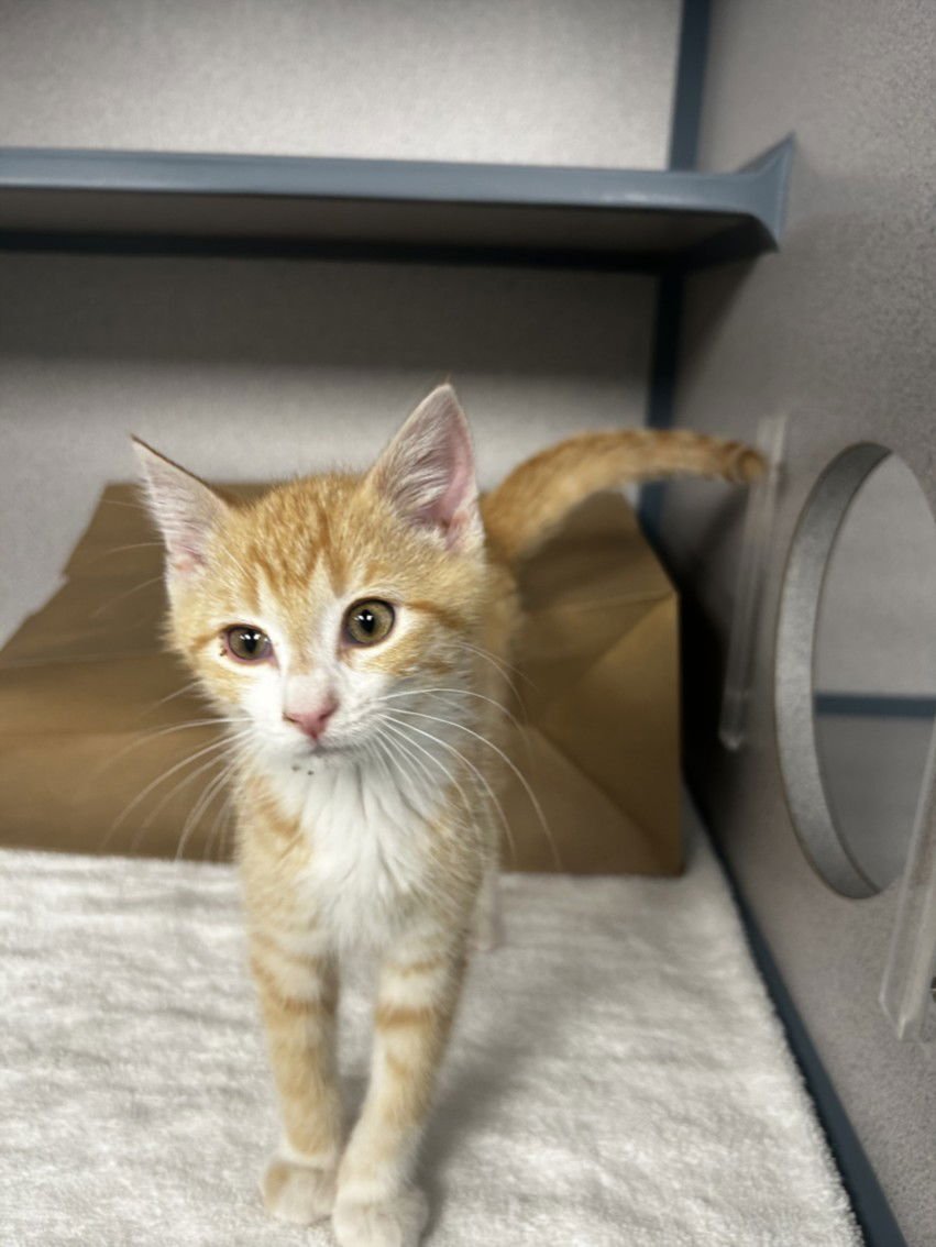 BACON - Domestic Short Hair available for adoption