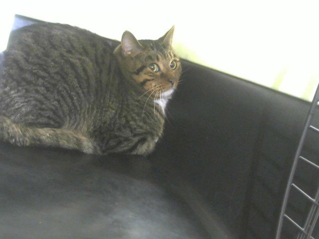 DURANGO - Domestic Short Hair available for adoption