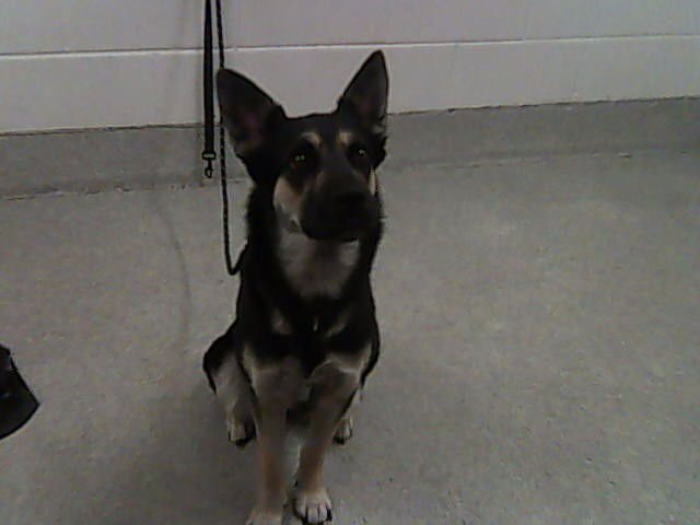 CUPCAKE - German Shepherd Dog available for adoption