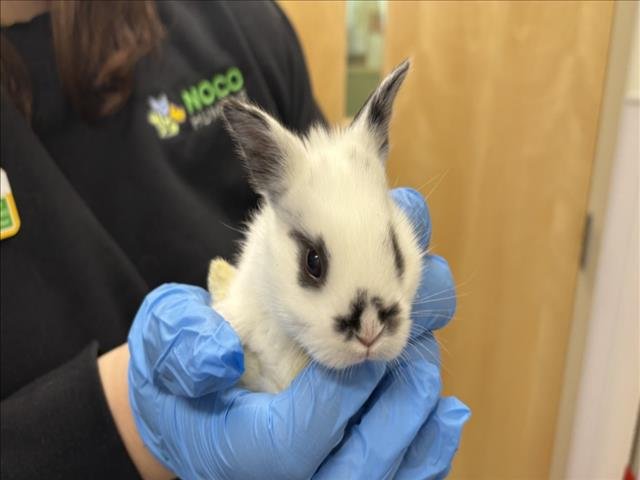 VALENTINE - Shorthaired Rabbit / English Spot available for adoption