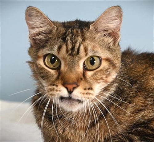 COCA-COLA - Domestic Short Hair available for adoption