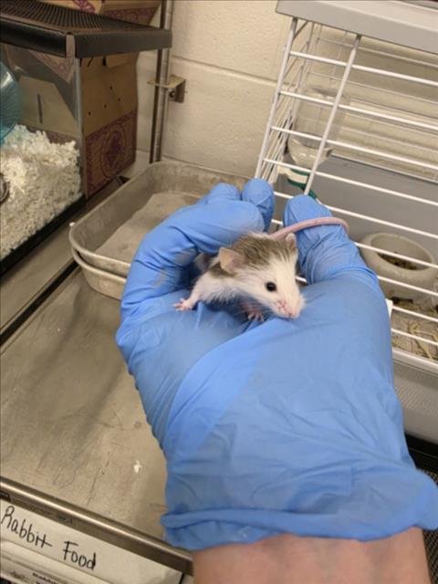 GRIFFIN - Mouse available for adoption
