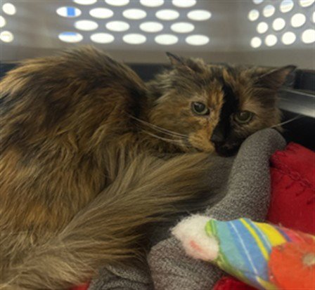 DAISY - Domestic Long Hair available for adoption