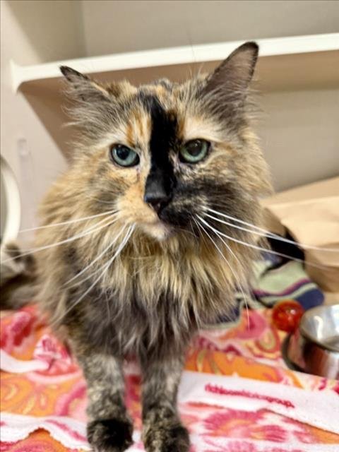 DAISY - Domestic Long Hair available for adoption