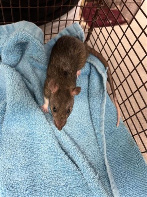 TACO - Rat available for adoption