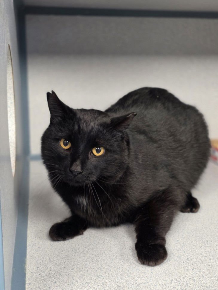 SUNNY - Domestic Short Hair available for adoption