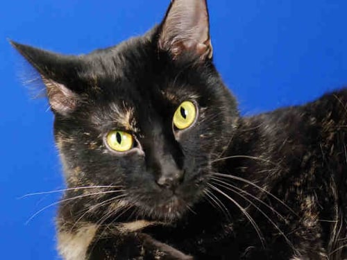 CALLIE - Domestic Short Hair available for adoption