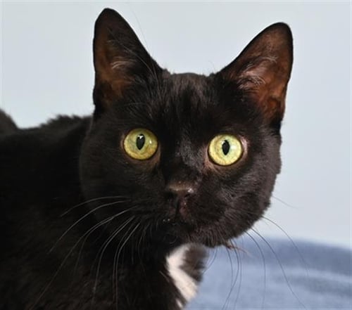 BEANS - Domestic Short Hair available for adoption