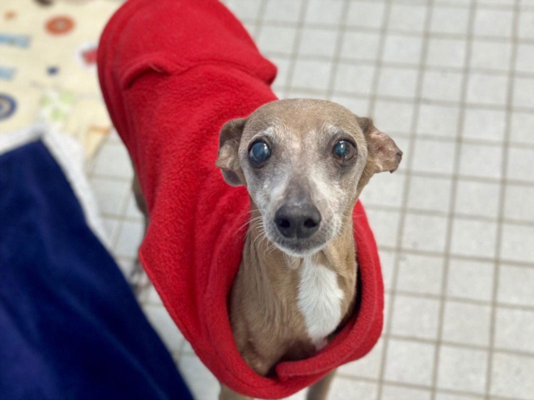 DOLCE - Italian Greyhound available for adoption