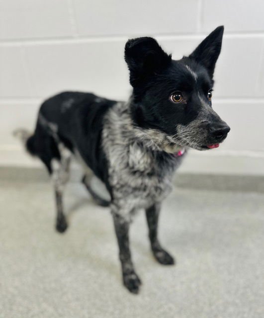 SALEM - Border Collie / Australian Cattle Dog/Blue Heeler available for adoption