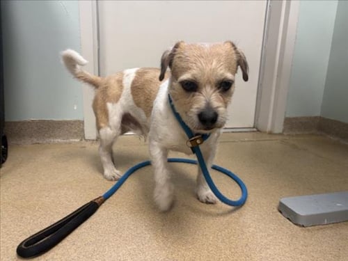 GIORNELI - Shih Tzu / Chihuahua available for adoption