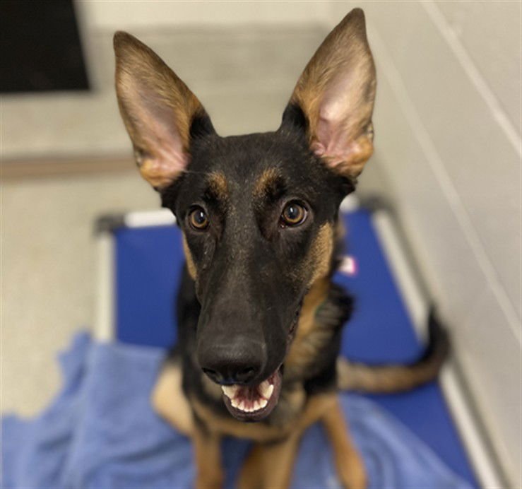 ZARA - German Shepherd Dog available for adoption