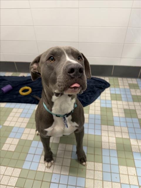 MR. MINA - Pit Bull Terrier available for adoption