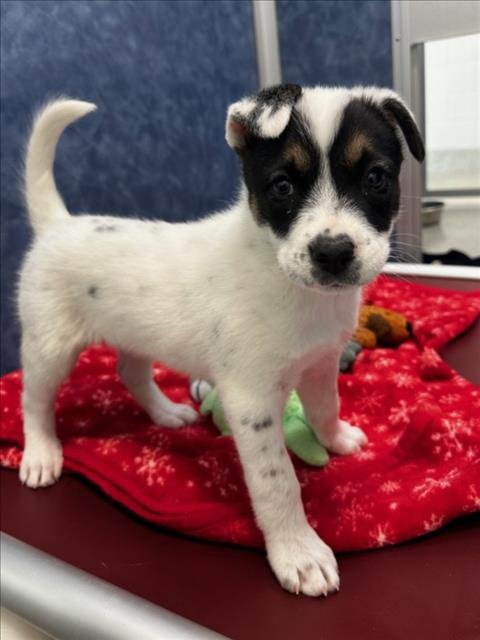 S'MORE - Border Collie available for adoption