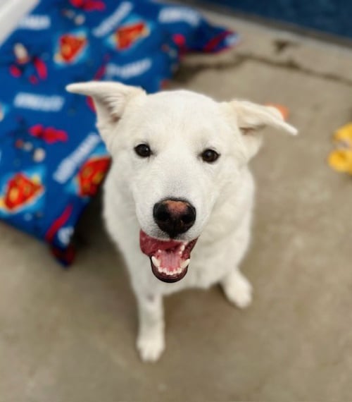 GUS - Great Pyrenees available for adoption