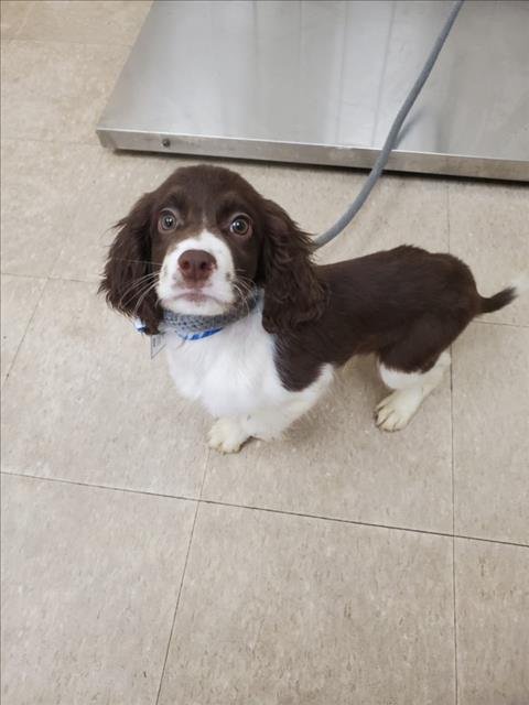 PUMPKIN - English Springer Spaniel available for adoption