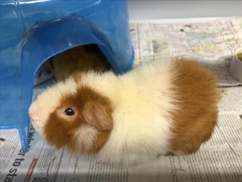 SCOTTY SMALLS - Guinea Pig available for adoption