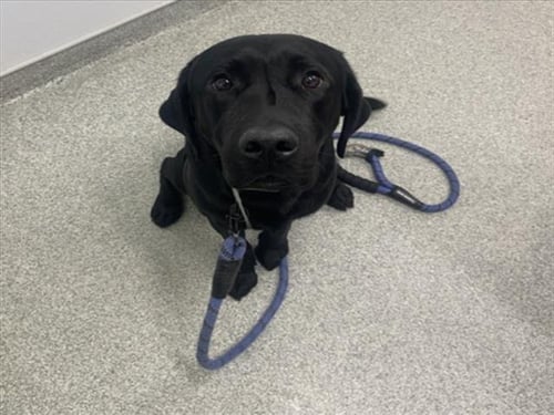 GUS - Labrador Retriever available for adoption