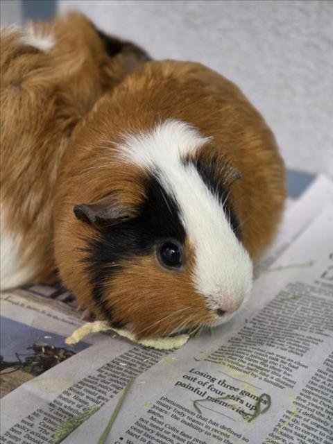 STRAWBERRY - Guinea Pig available for adoption