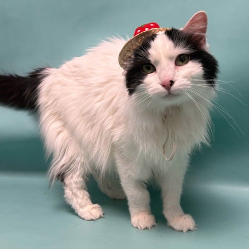 SHEIBA - Domestic Long Hair for adoption in Fort Collins