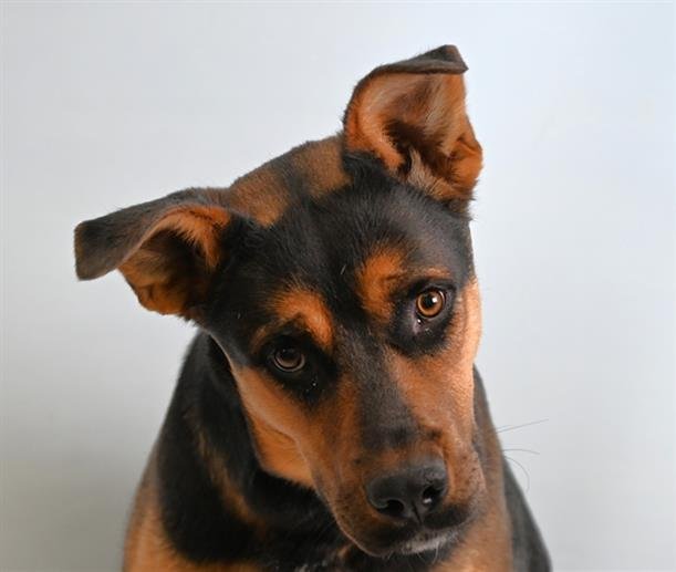 ZOEY - German Shepherd Dog / American Pit Bull Terrier available for adoption