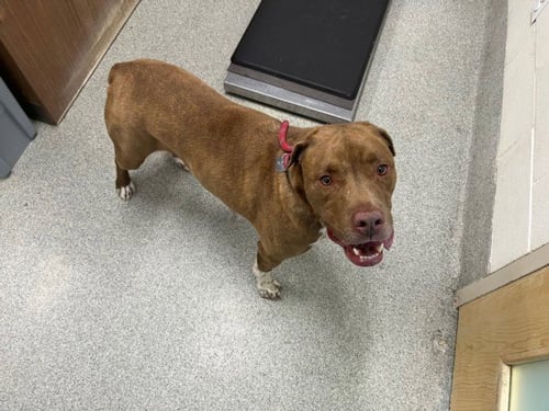 BUBBA - Pit Bull Terrier available for adoption