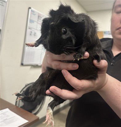 CANDI - Guinea Pig available for adoption