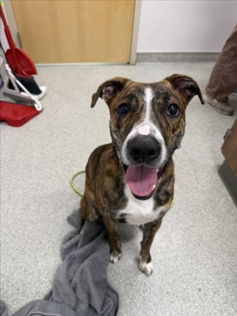 REYNA - Australian Shepherd / Boxer available for adoption