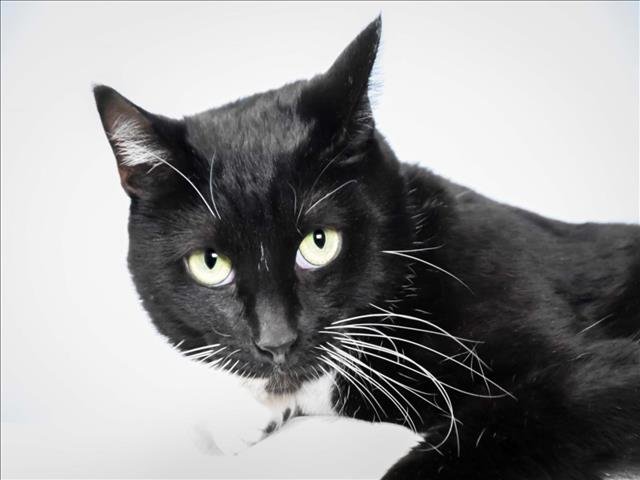 BEAUTIFUL - Domestic Short Hair available for adoption