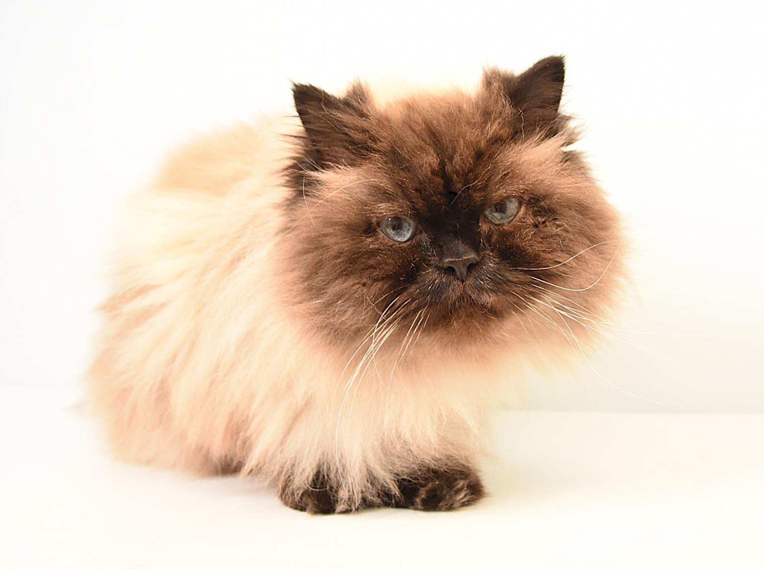 ZORRO - Himalayan available for adoption