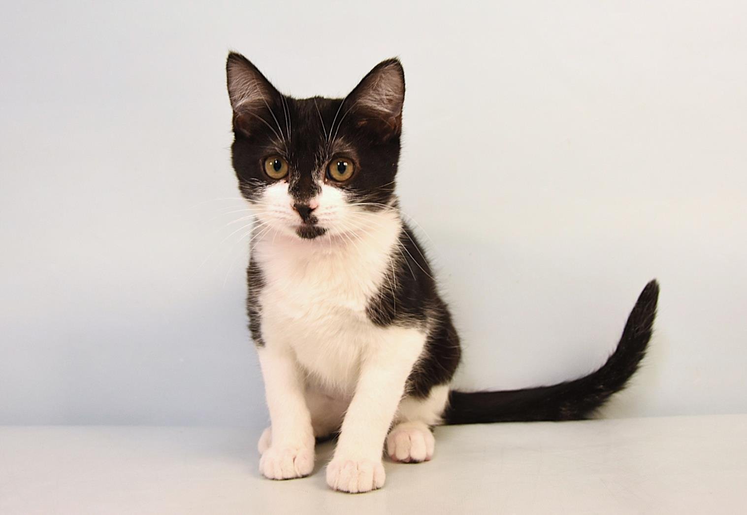 PLUM - Domestic Short Hair available for adoption