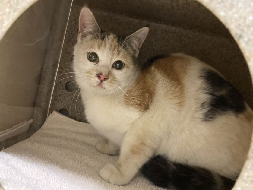 TINA - Domestic Short Hair available for adoption