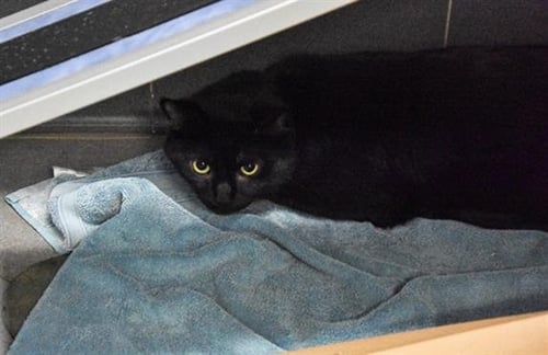 GUINESS - Domestic Short Hair available for adoption