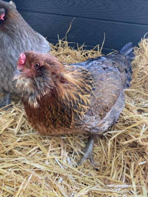 PRIM - Chicken available for adoption